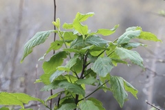 Euonymus occidentalis occidentalis