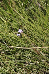 Wahlenbergia fasciculata