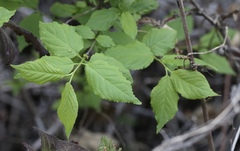 Euonymus occidentalis occidentalis