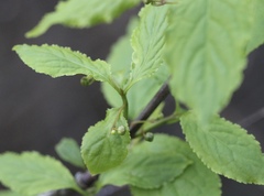 Euonymus occidentalis occidentalis