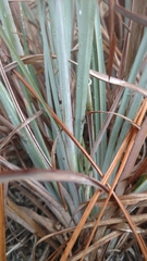 Andropogon capillipes
