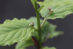 Euonymus occidentalis occidentalis