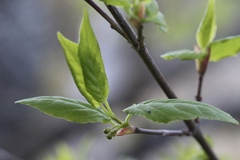 Euonymus occidentalis occidentalis