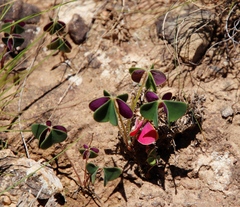 Oxalis bowiei