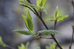 Euonymus occidentalis occidentalis