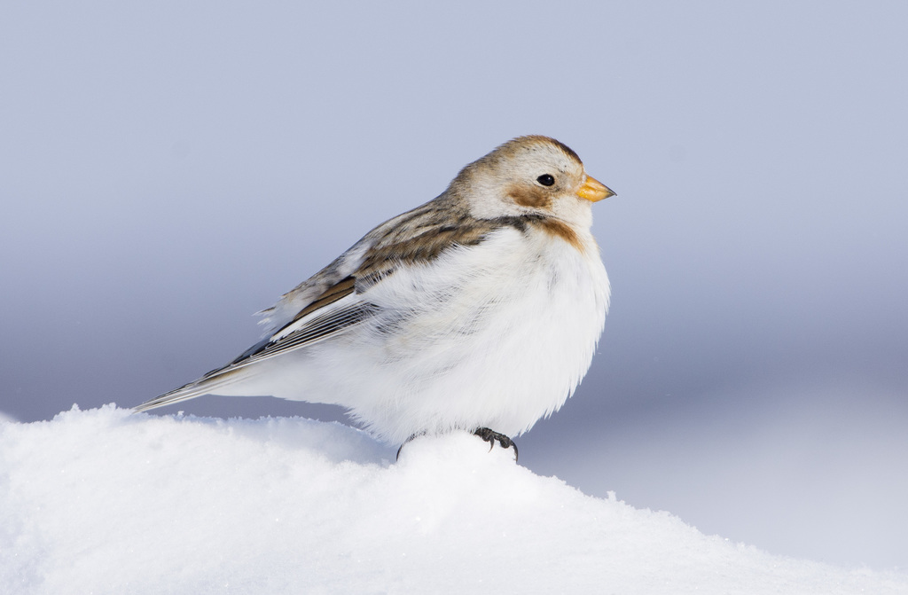 Snow Bunting photo
