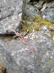 Bromus pumpellianus arcticus