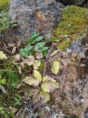 Angelica saxatilis