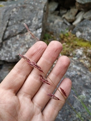 Bromus pumpellianus arcticus