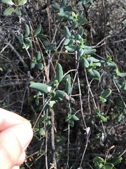 Lonicera interrupta