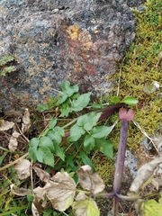 Angelica saxatilis