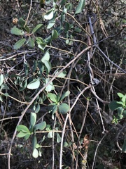 Lonicera interrupta