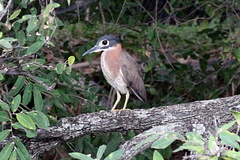 Gorsachius leuconotus