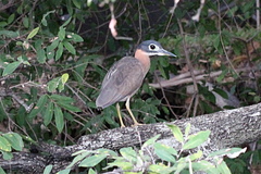 Gorsachius leuconotus