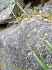 Bromus pumpellianus arcticus
