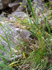 Carex capillaris