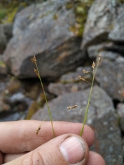 Carex capillaris