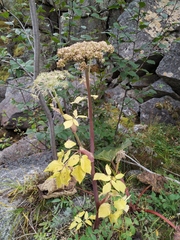 Angelica saxatilis