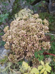 Angelica saxatilis