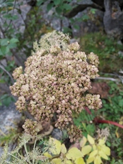 Angelica saxatilis