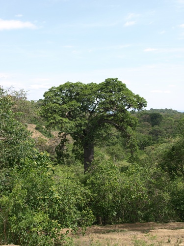 Cavanillesia platanifolia image