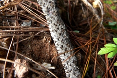 Crotalus intermedius