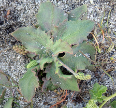 Plantago raoulii