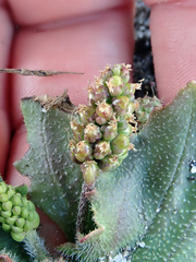 Plantago raoulii