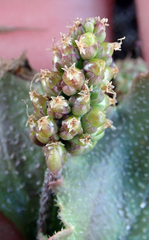Plantago raoulii