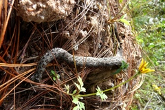 Crotalus intermedius
