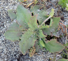 Plantago raoulii
