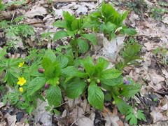 Scopolia carniolica