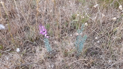 Comesperma polygaloides