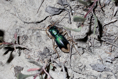 Grammognatha euphratica