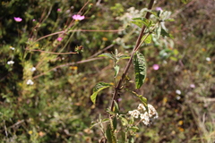 Stevia polycephala