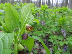 Scopolia carniolica