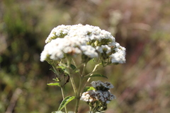 Stevia polycephala