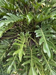 Thaumatophyllum xanadu