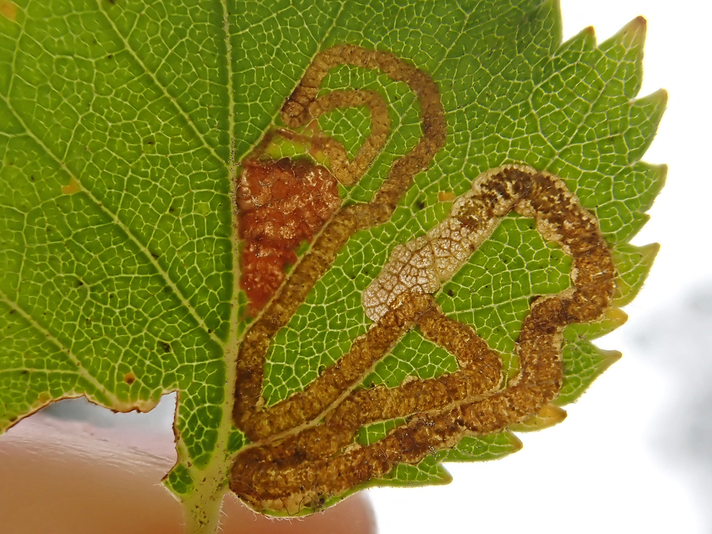 Double-barred Pigmy