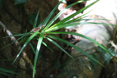 Freycinetia excelsa