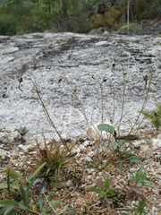 Campanula rotundifolia langsdorffiana