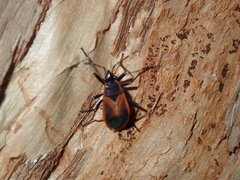 Dindymus circumcinctus