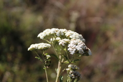 Stevia polycephala