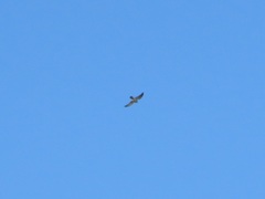 Falco newtoni