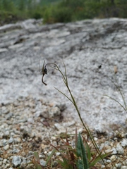 Campanula rotundifolia langsdorffiana