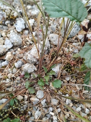 Campanula rotundifolia langsdorffiana