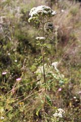 Stevia polycephala