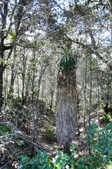 Furcraea longaeva
