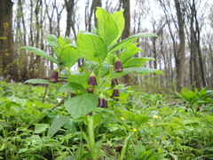 Scopolia carniolica