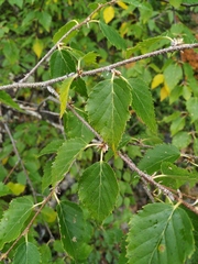 Betula lanata